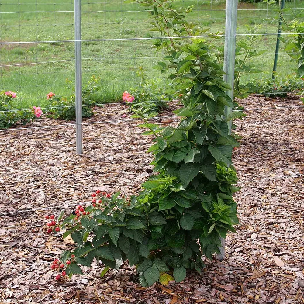 Proven Winners® Taste of Heaven® Thornless Blackberry Shrub 1