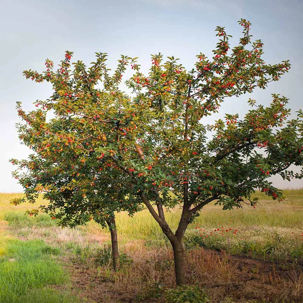 Romeo and Juliet™ Dwarf Cherry Bush - Compact Fruit-Bearing Shrub 1