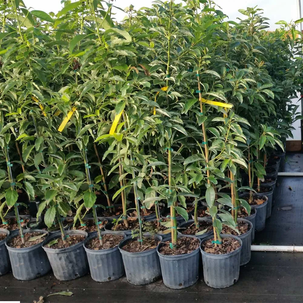 Cold Hardy Avocado Tree - Frost Resistant Evergreen Fruit Tree 6