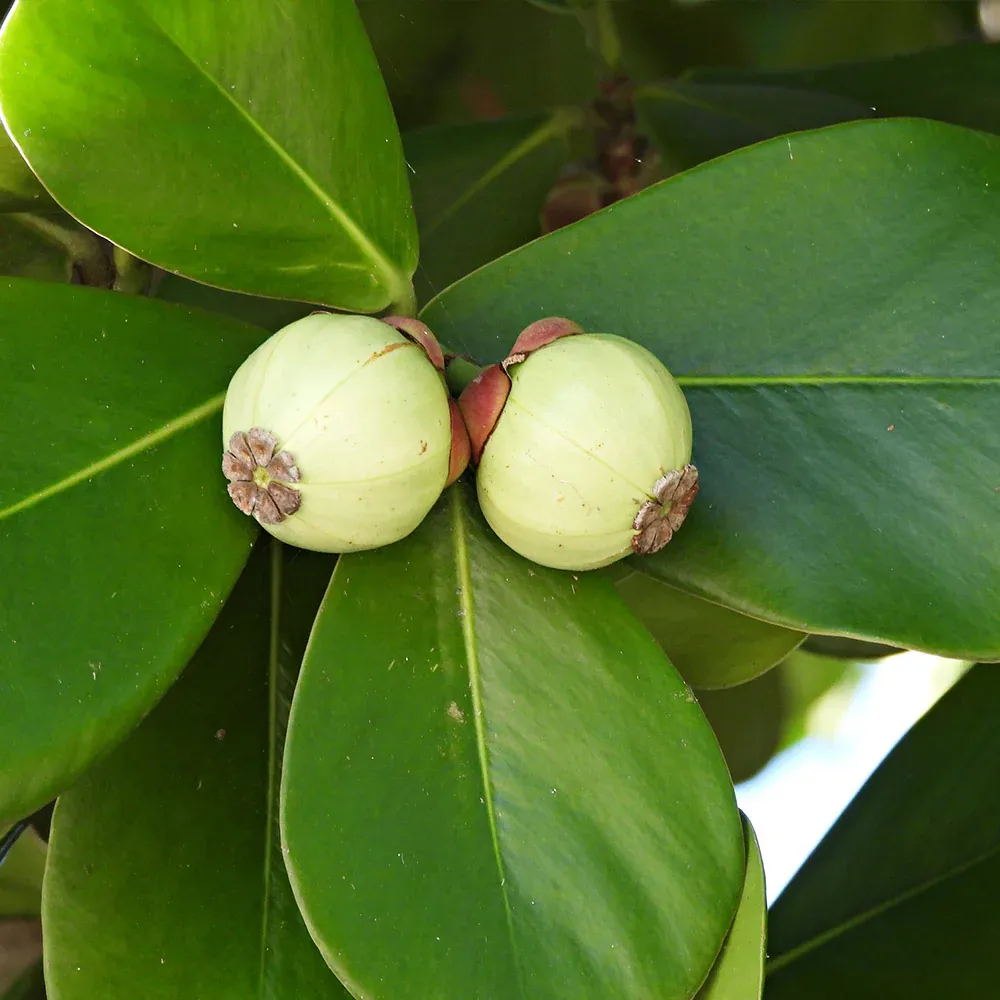 Clusia Rosea Tropical Indoor Plant with Waxy Evergreen Foliage 3