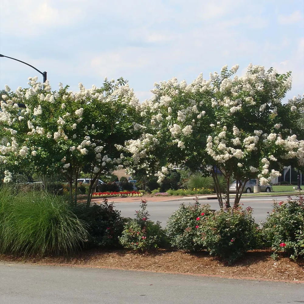 Ivory Crape Myrtle Tree - Lagerstroemia Indica Ornamental Flowering Shrub 1