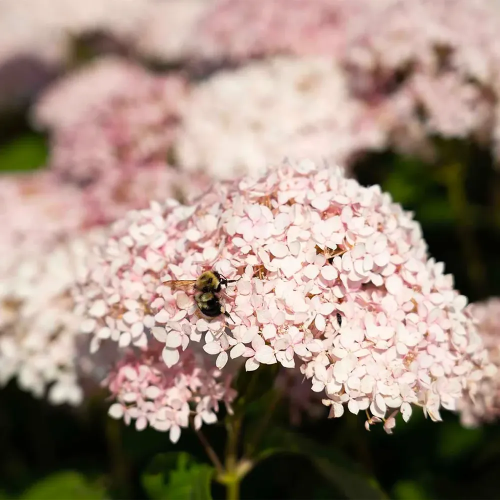 American Lace™ Pink Smooth Hydrangea Shrub - Hardy Flowering Perennial 1