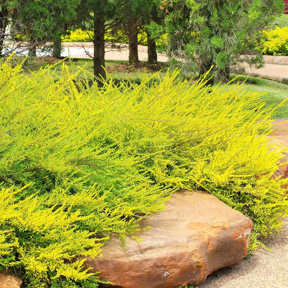 Lime Glow Juniper Shrub - Vibrant Evergreen Groundcover 2