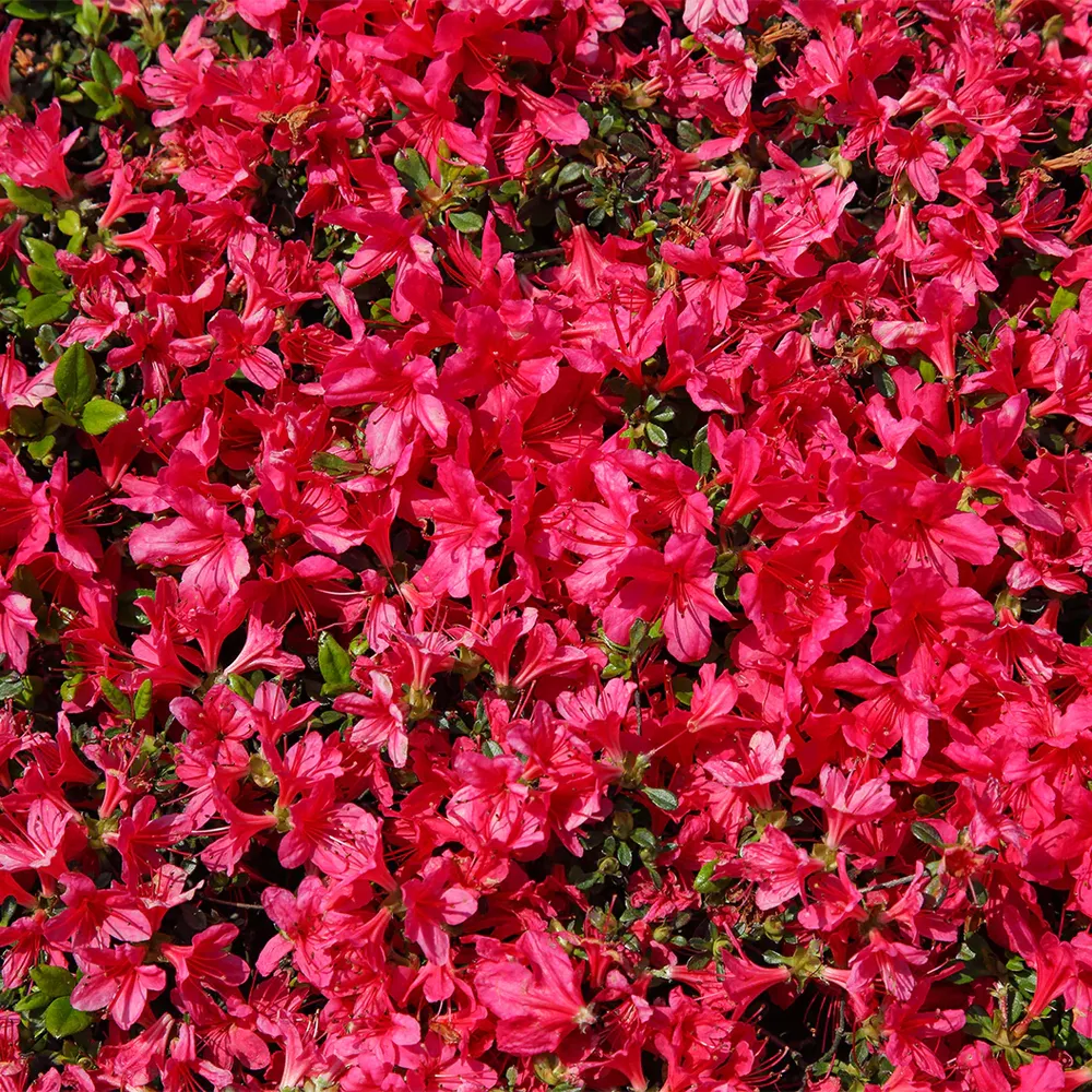 Sunglow Azalea Flowering Evergreen Garden Shrub