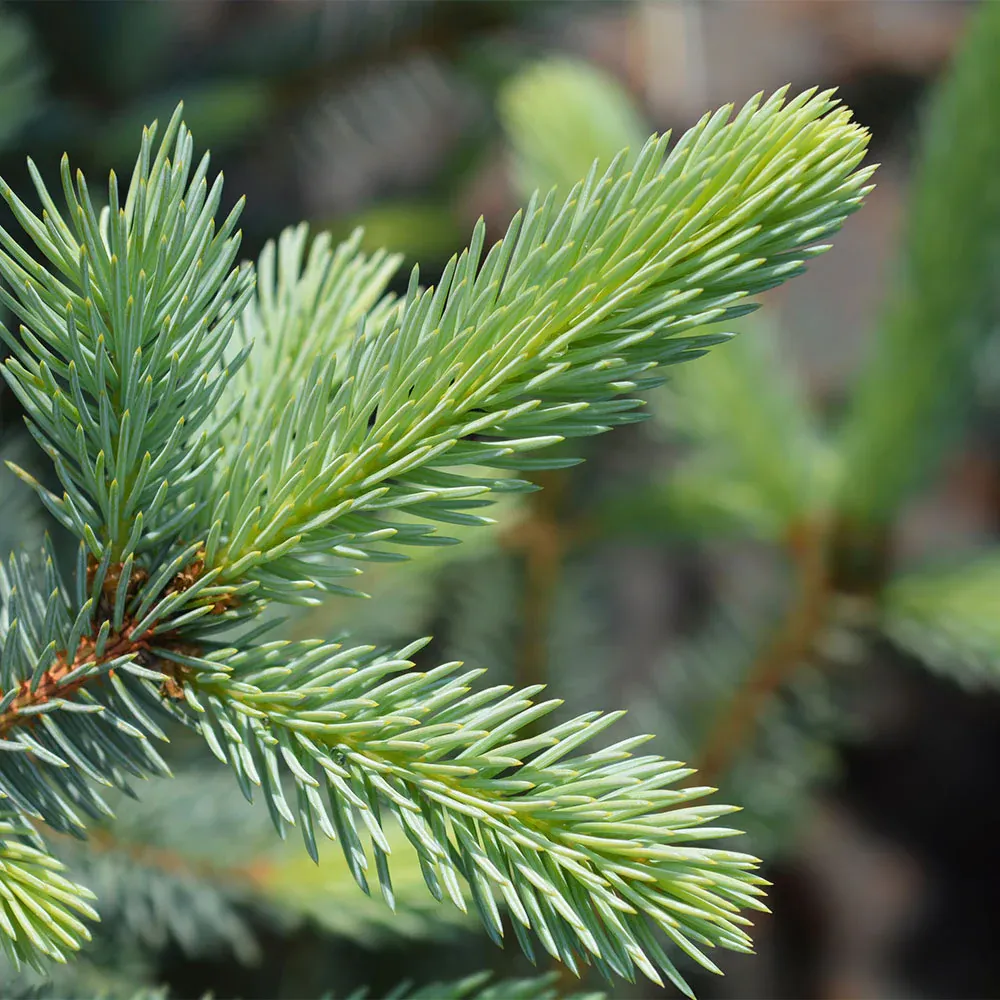 Fat Albert Colorado Blue Spruce Artificial Christmas Tree 2
