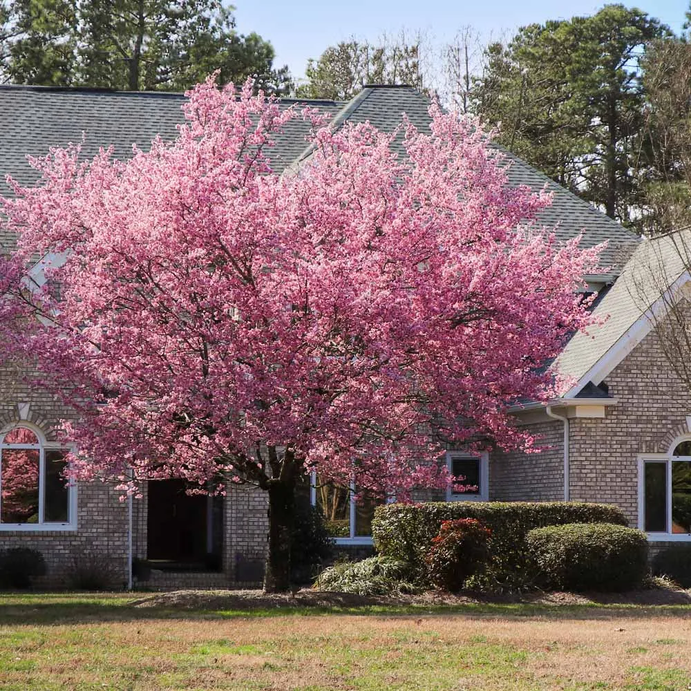 Kwanzan Cherry Tree (Prunus serrulata 'Kwanzan') - Ornamental Flowering Tree 2