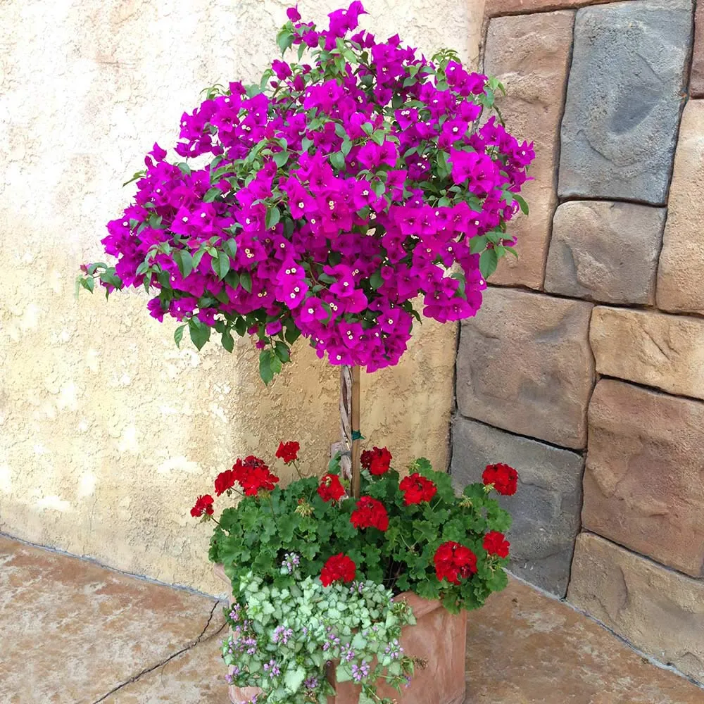 New River Purple Bougainvillea Tree - Lifelike Artificial Potted Plant 1