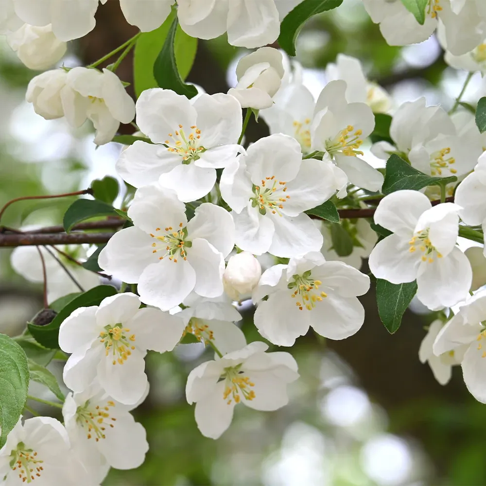 Adirondack Crabapple Tree - Upright Ornamental Deciduous Flowering Tree 1