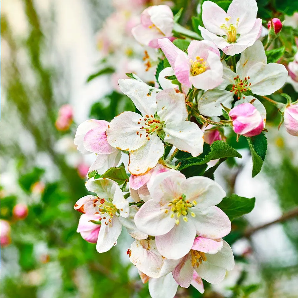 Gala Apple Tree - Productive Deciduous Fruit Tree for Home Gardens 3