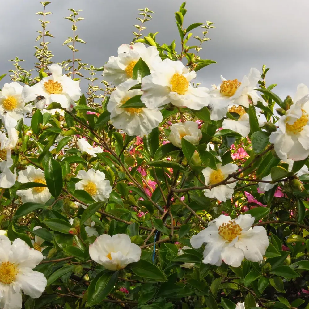 Setsugekka Camellia Floral Decorative Accessory