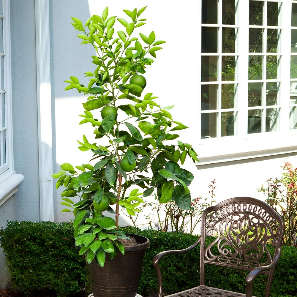 Ruby Red Grapefruit Tree - Live Citrus Fruit Plant for Home and Garden 3