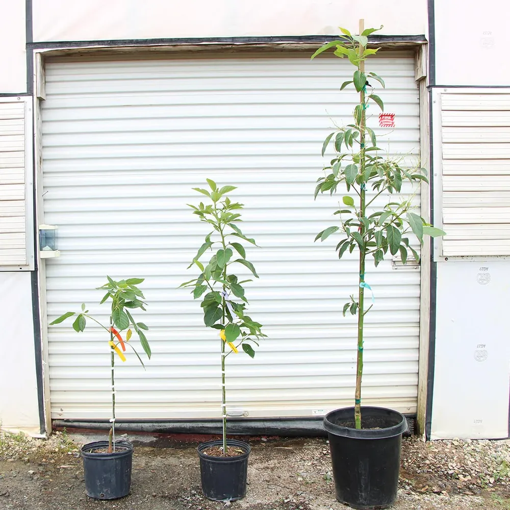 Cold Hardy Avocado Tree - Frost Resistant Evergreen Fruit Tree 8