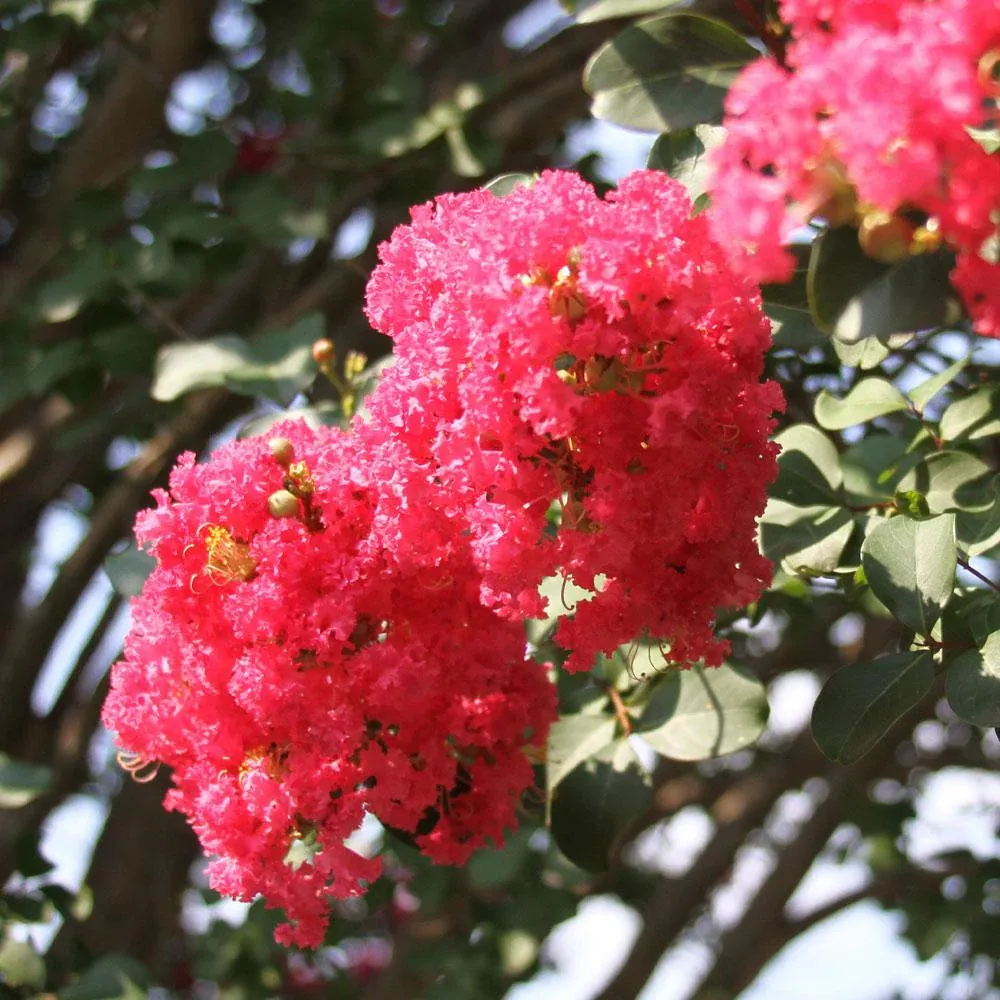Tuscarora Crape Myrtle Tree - Lagerstroemia Indica Hybrid 2