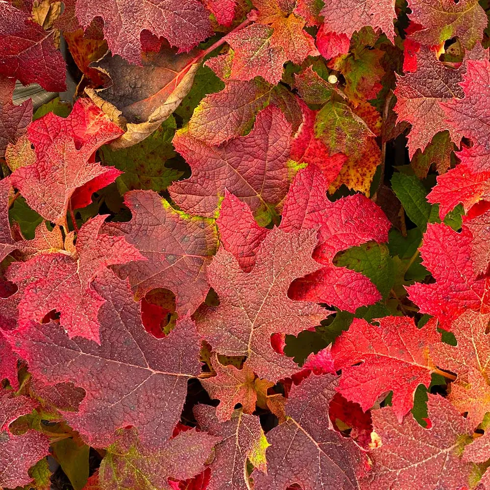 Gatsby Glow Ball™ Oakleaf Hydrangea - Deciduous Flowering Shrub 1