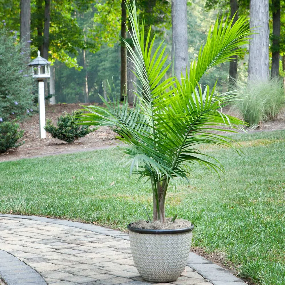 Majesty Palm Tree (Ravenea rivularis) Indoor Potted Tropical Plant 1