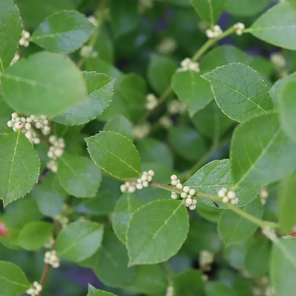 Proven Winners® Mr. Poppins® Winterberry Holly (Ilex verticillata)