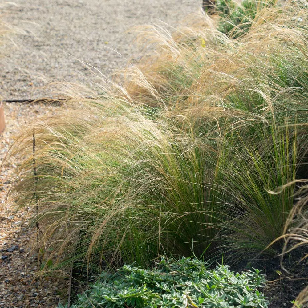 Mexican Feather Grass (Nassella tenuissima) Ornamental Perennial Plant 1