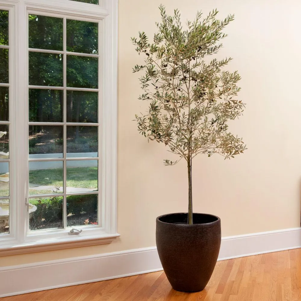 Koroneiki Greek Olive Tree - Live Olea Europaea Plant
