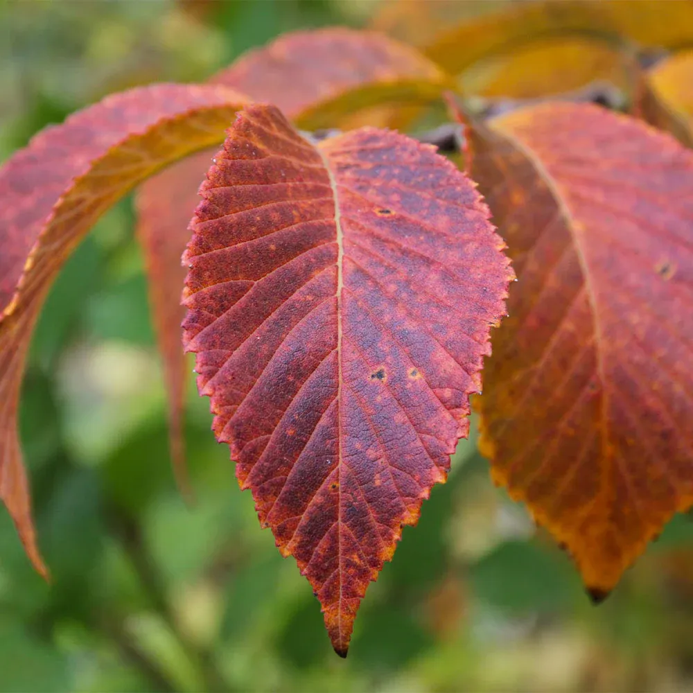 Emerald Sunshine Elm Tree - Disease-Resistant Ornamental Shade Tree 2