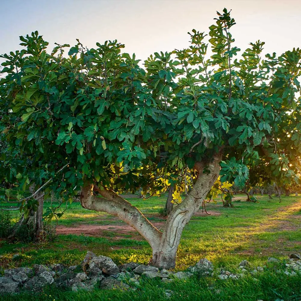 Celeste Fig Tree - Hardy Self-Pollinating Fruit-Bearing Deciduous Tree 1
