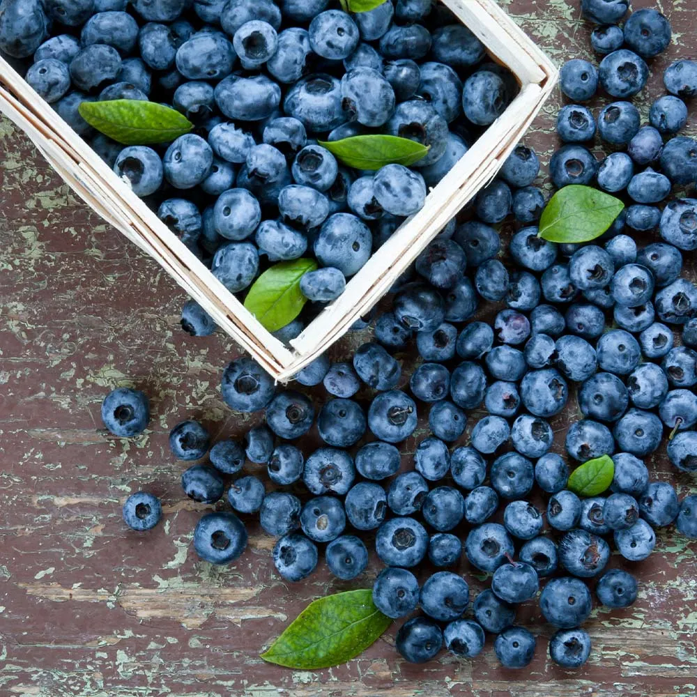 Biloxi Southern Highbush Blueberry Bush - Deciduous Fruit Shrub 1