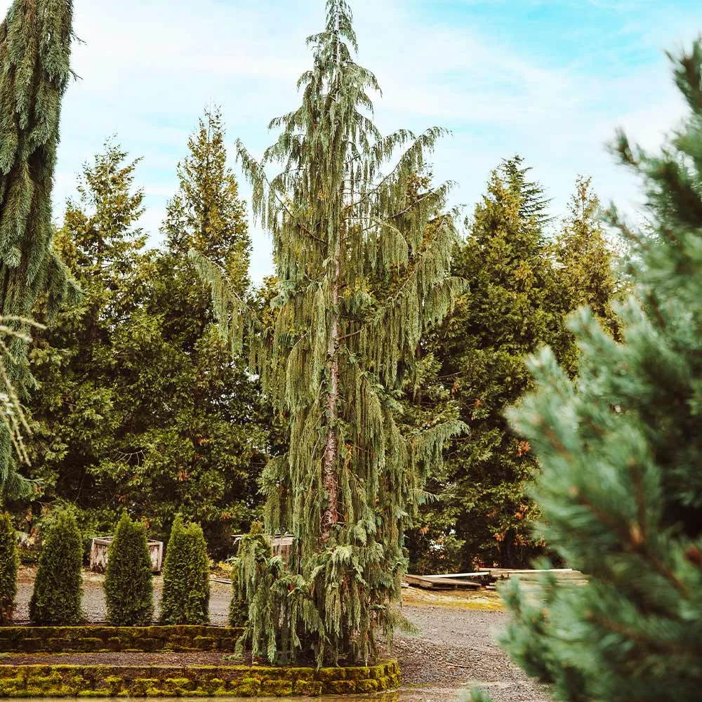 Blue Weeping Alaskan Cedar (Chamaecyparis nootkatensis 'Glauca Pendula')
