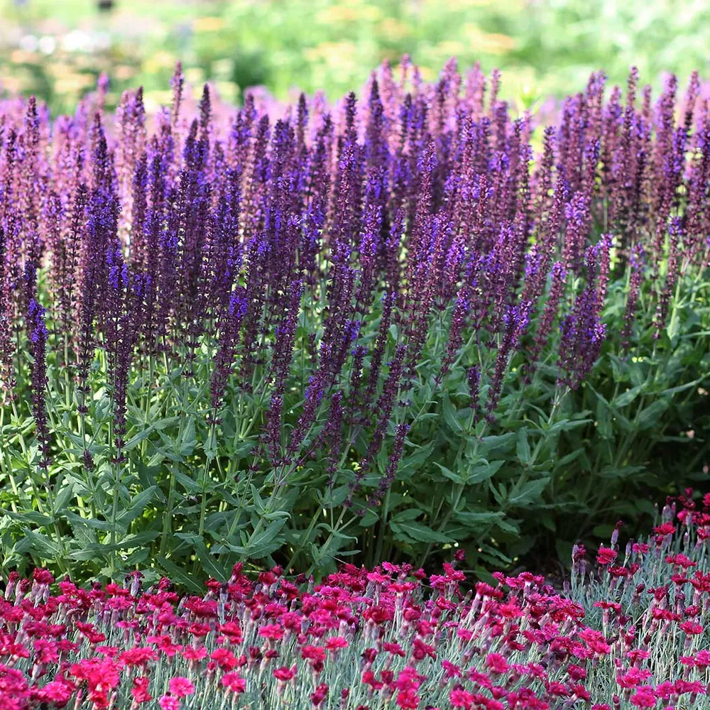 Lyrical™ Blues Salvia Plant - Perennial Flowering Garden Shrub 1