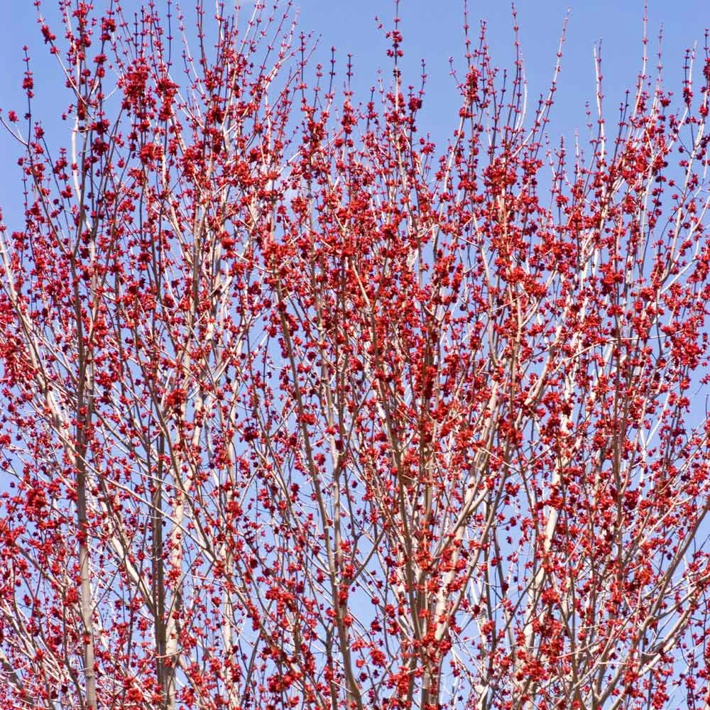 Red Sunset® Maple Tree (Acer rubrum 'Franksred') 2