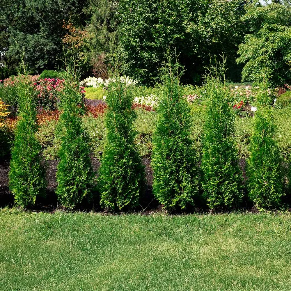 Private Jet™ Arborvitae - Dense Evergreen Privacy Hedge 1