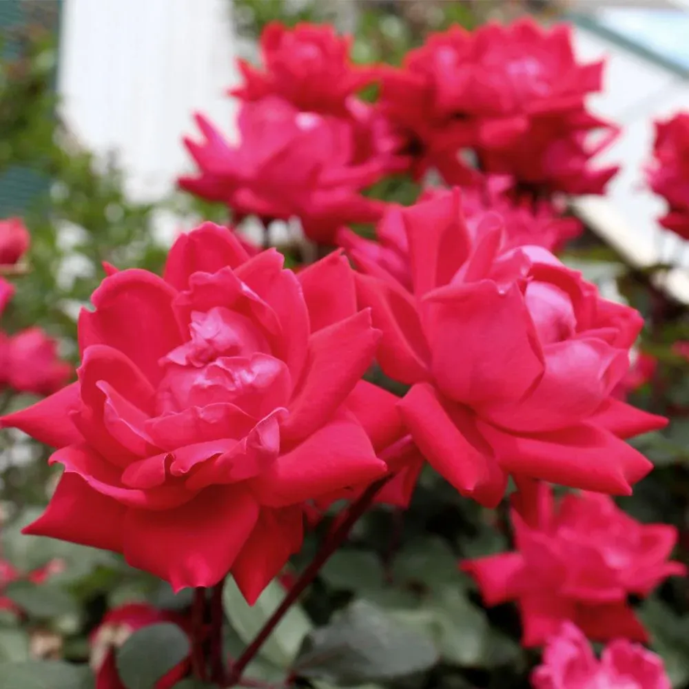Knock Out® Rose Tree - Grafted Ornamental Flowering Shrub 3
