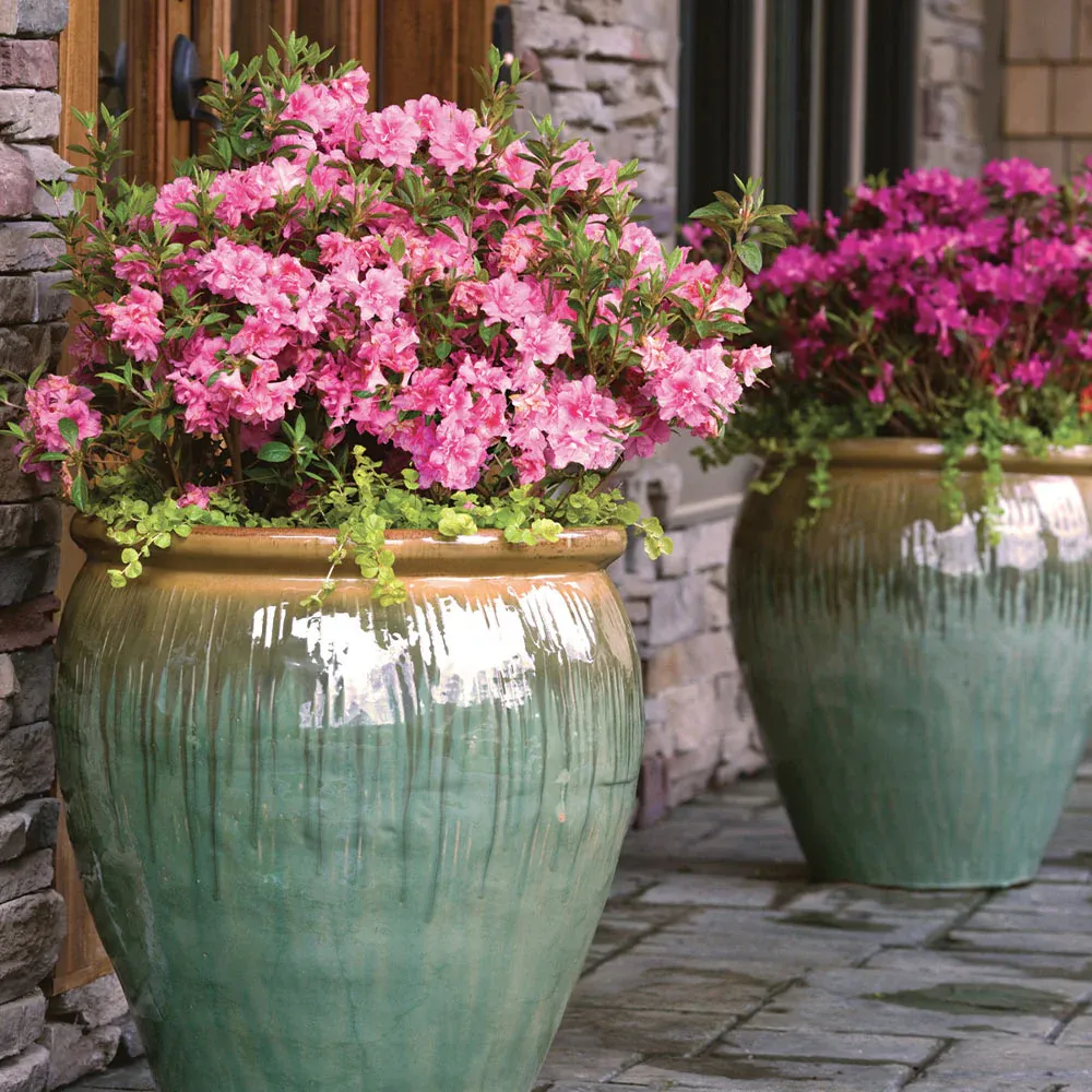 Autumn Debutante® Encore® Azalea Reblooming Evergreen Shrub 2