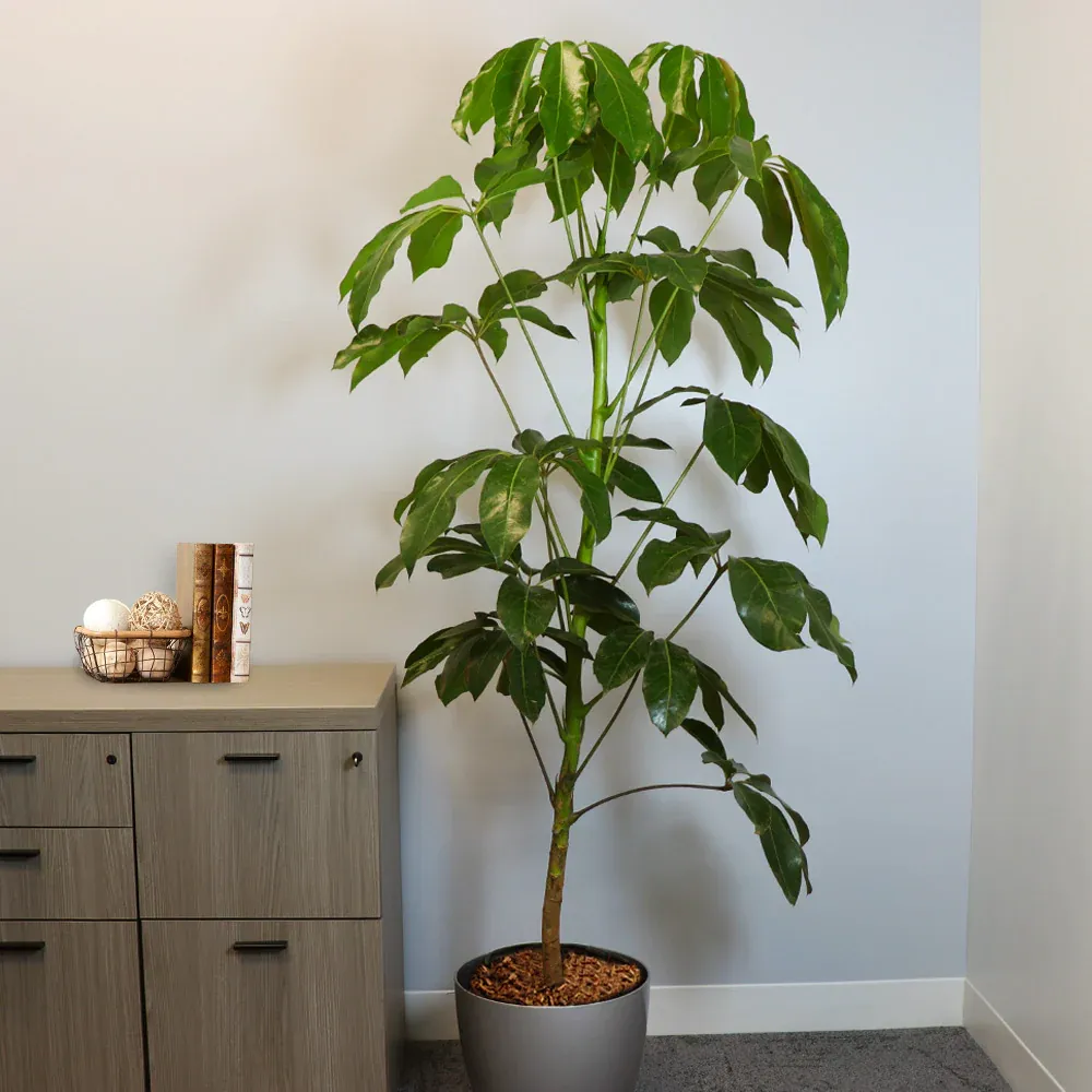 Umbrella Tree Indoor Potted Plant - Schefflera Houseplant 2