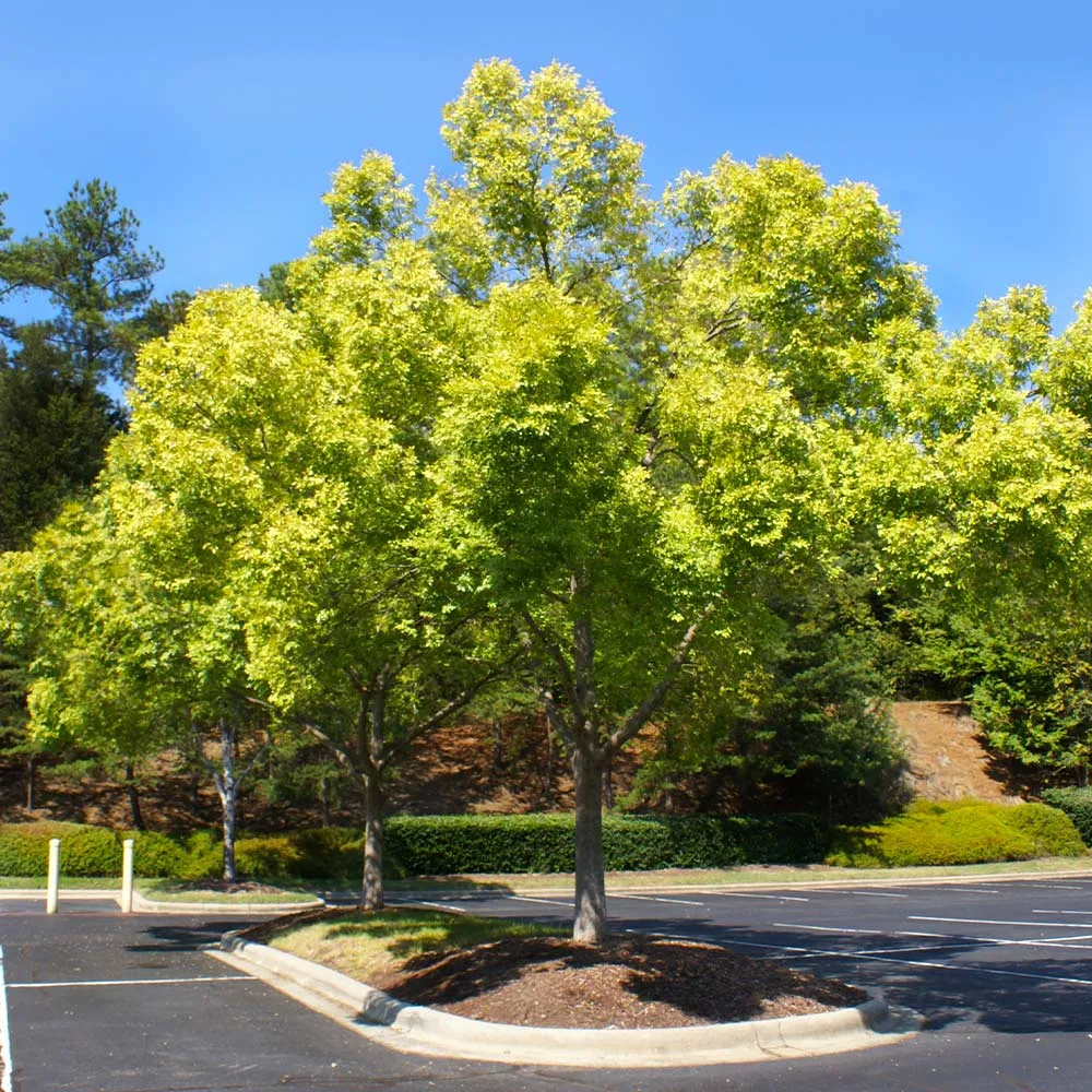 Lacebark Chinese Elm Tree (Ulmus parvifolia) Ornamental Deciduous Specimen 4
