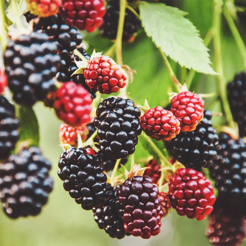 Ponca Blackberry Plant - High-Yield Thornless Fruit Bush