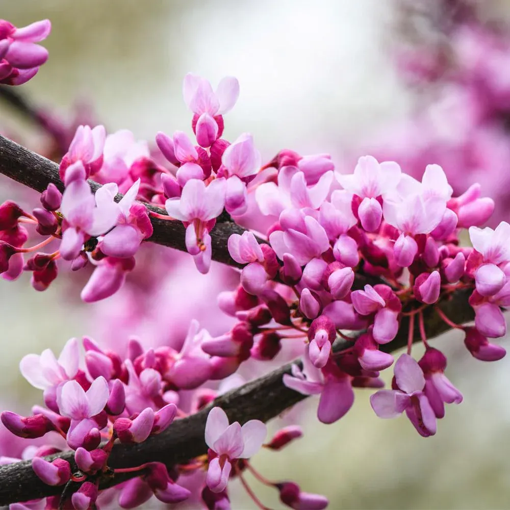 Merlot Redbud Tree (Cercis canadensis 'Merlot') - Ornamental Flowering Tree 2