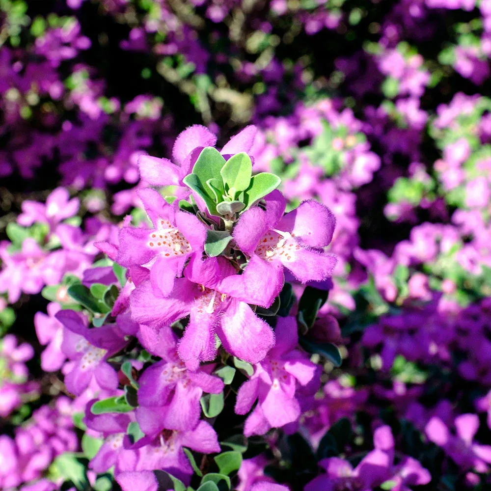 Purple Rain Texas Sage (Leucophyllum frutescens) Drought-Tolerant Flowering Shrub 1