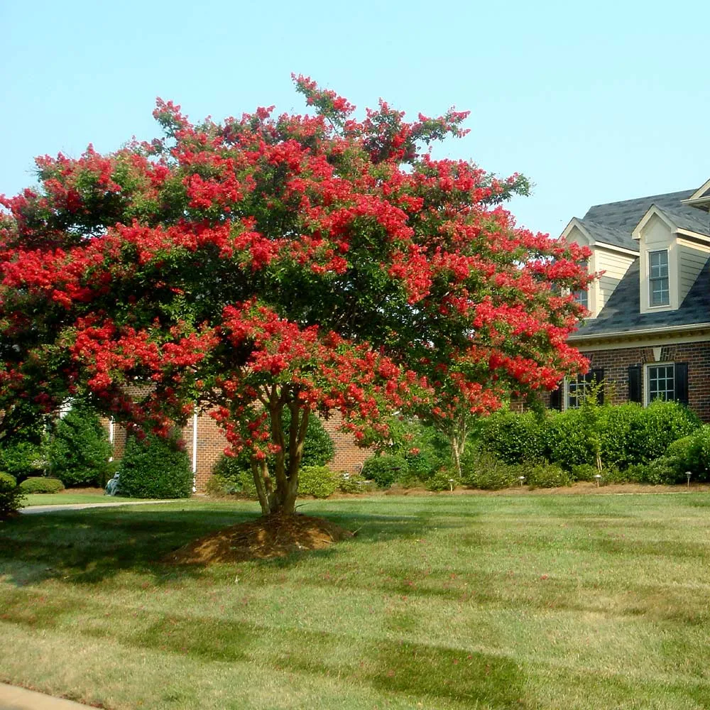 Dynamite Crape Myrtle (Lagerstroemia indica) - Vibrant Red Flowering Ornamental Tree
