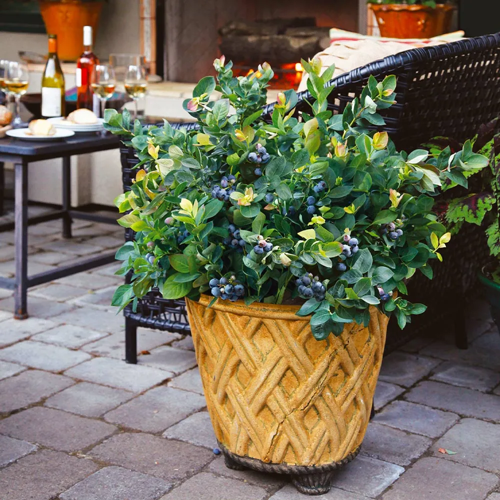 Bushel and Berry® Peach Sorbet™ Blueberry Bush - Compact Ornamental Shrub 4