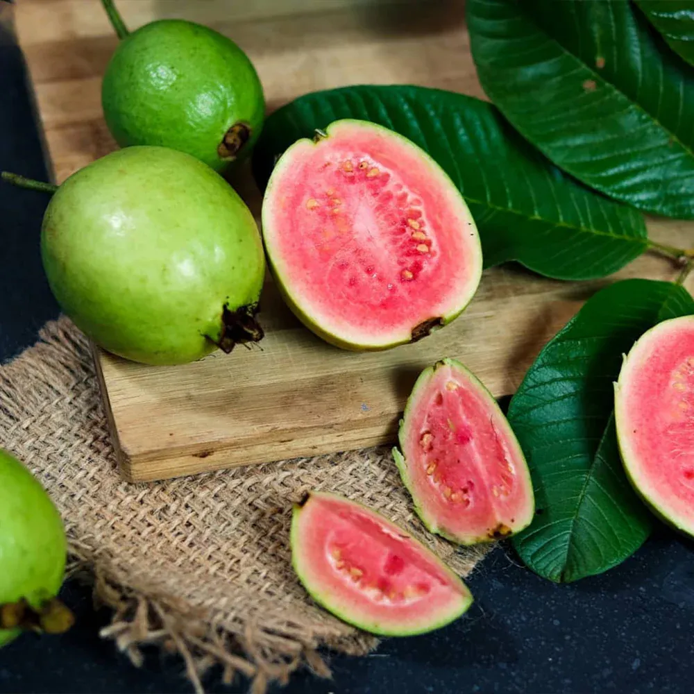 Tropical Pink Guava Tree (Psidium guajava) - Live Fruit-Bearing Plant