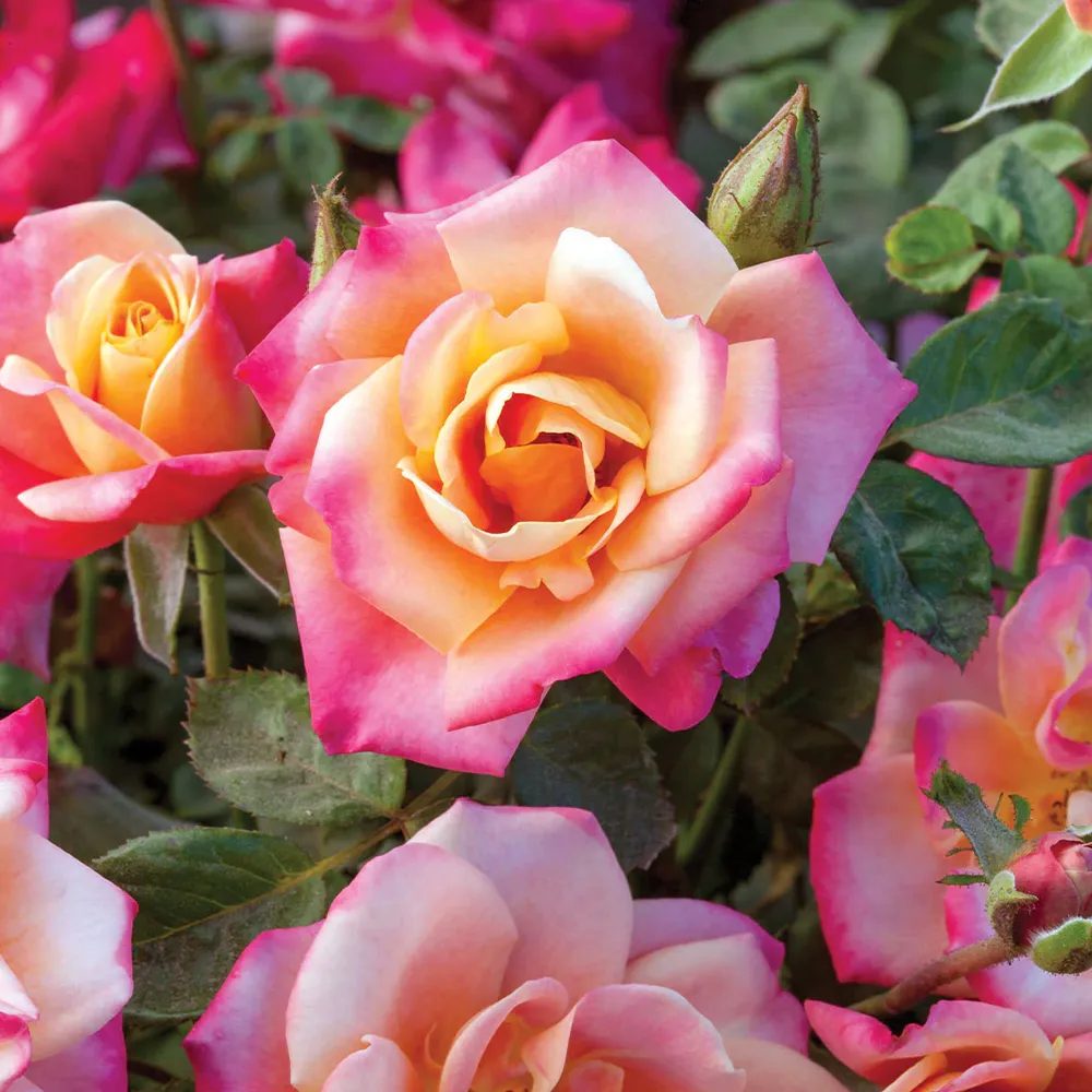 Polynesian Punch Rose Tree - Ornamental Flowering Standard Rose 3
