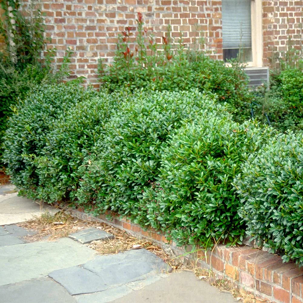 Carissa Holly Shrub - Compact Evergreen Ornamental Plant