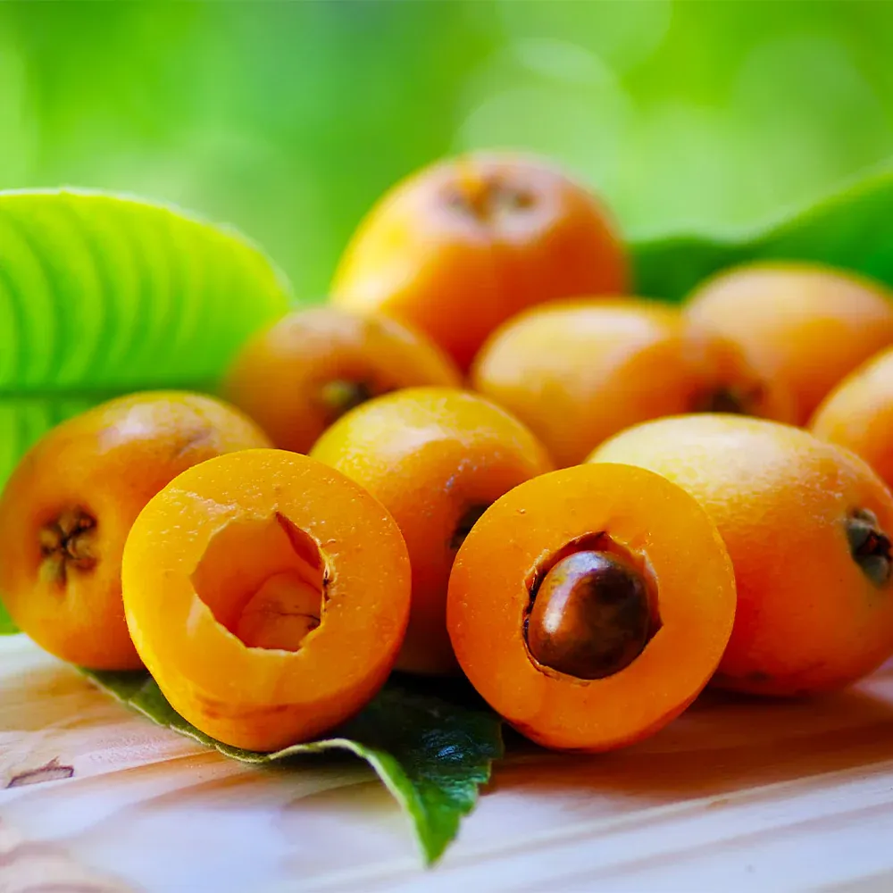 Loquat 'Japanese Plum' Fruit Tree - Evergreen Ornamental and Edible Tree 3