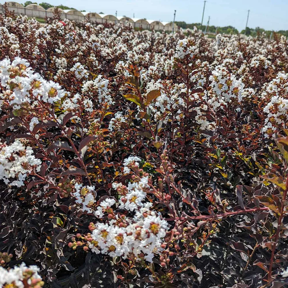Black Diamond® Crystalline™ Crape Myrtle - White Flowering Ornamental Shrub 1