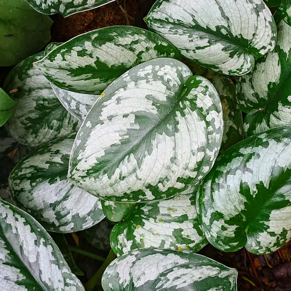 Silver Pothos (Scindapsus Pictus) Trailing Indoor Houseplant 1