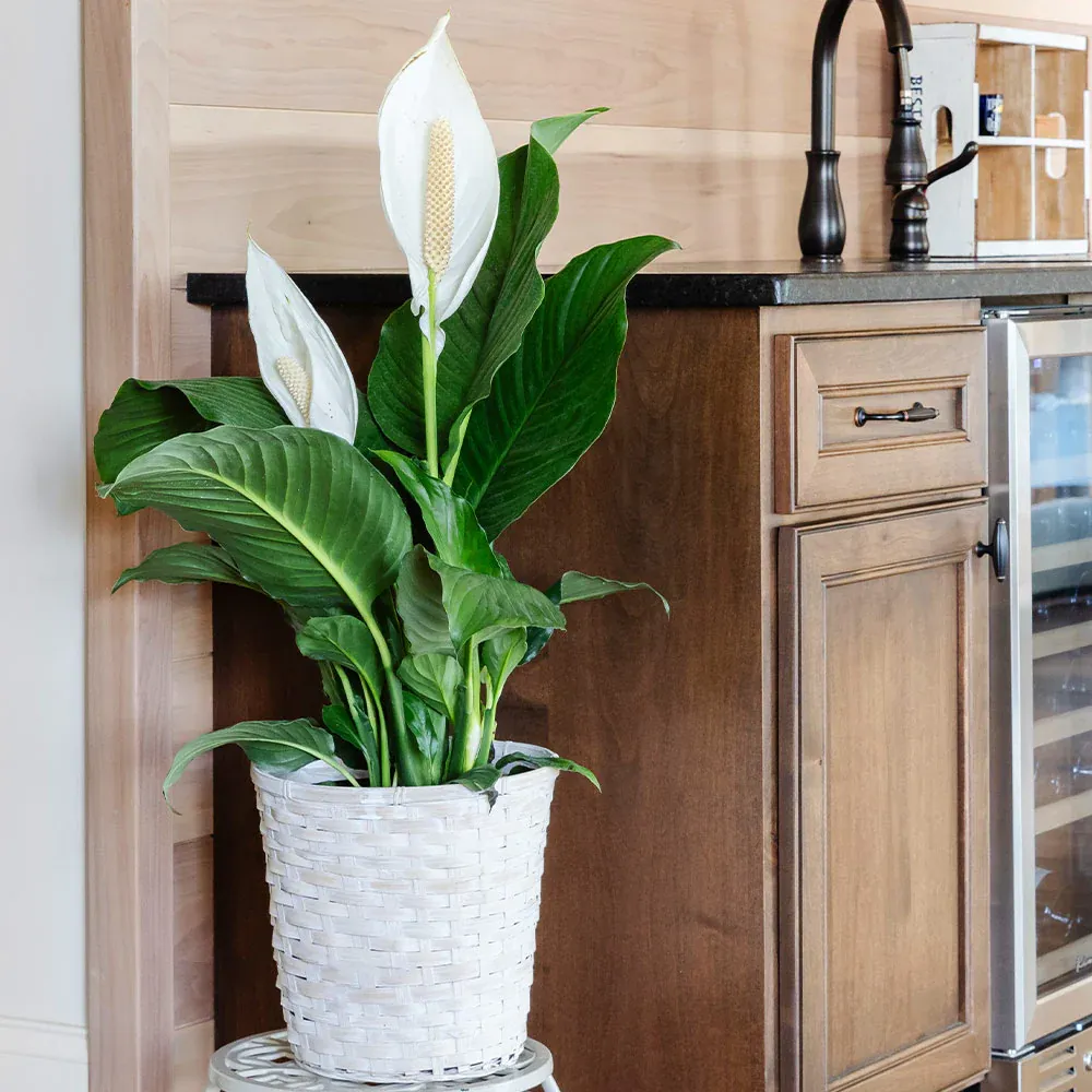 Peace Lily Indoor Houseplant (Spathiphyllum)