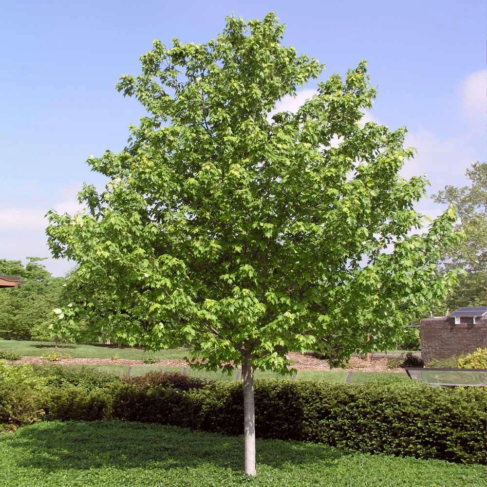 Red Sunset® Maple Tree (Acer rubrum 'Franksred') 3