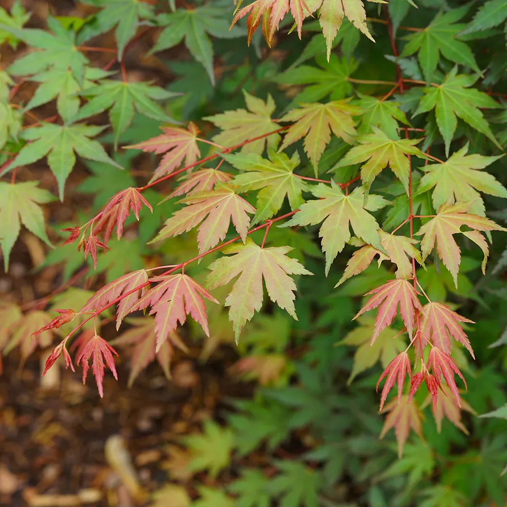Hot Chana Japanese Maple Tree - Ornamental Deciduous Garden Plant 3