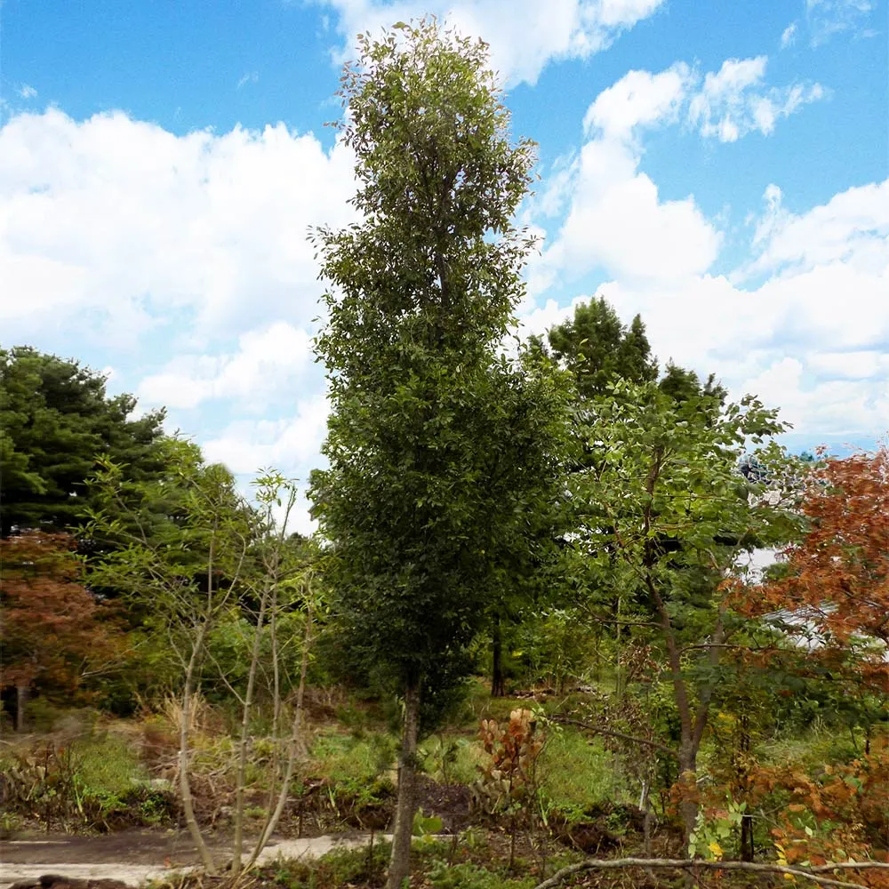 Columnar Elm Tree - Upright Deciduous Specimen for Vertical Landscaping 2