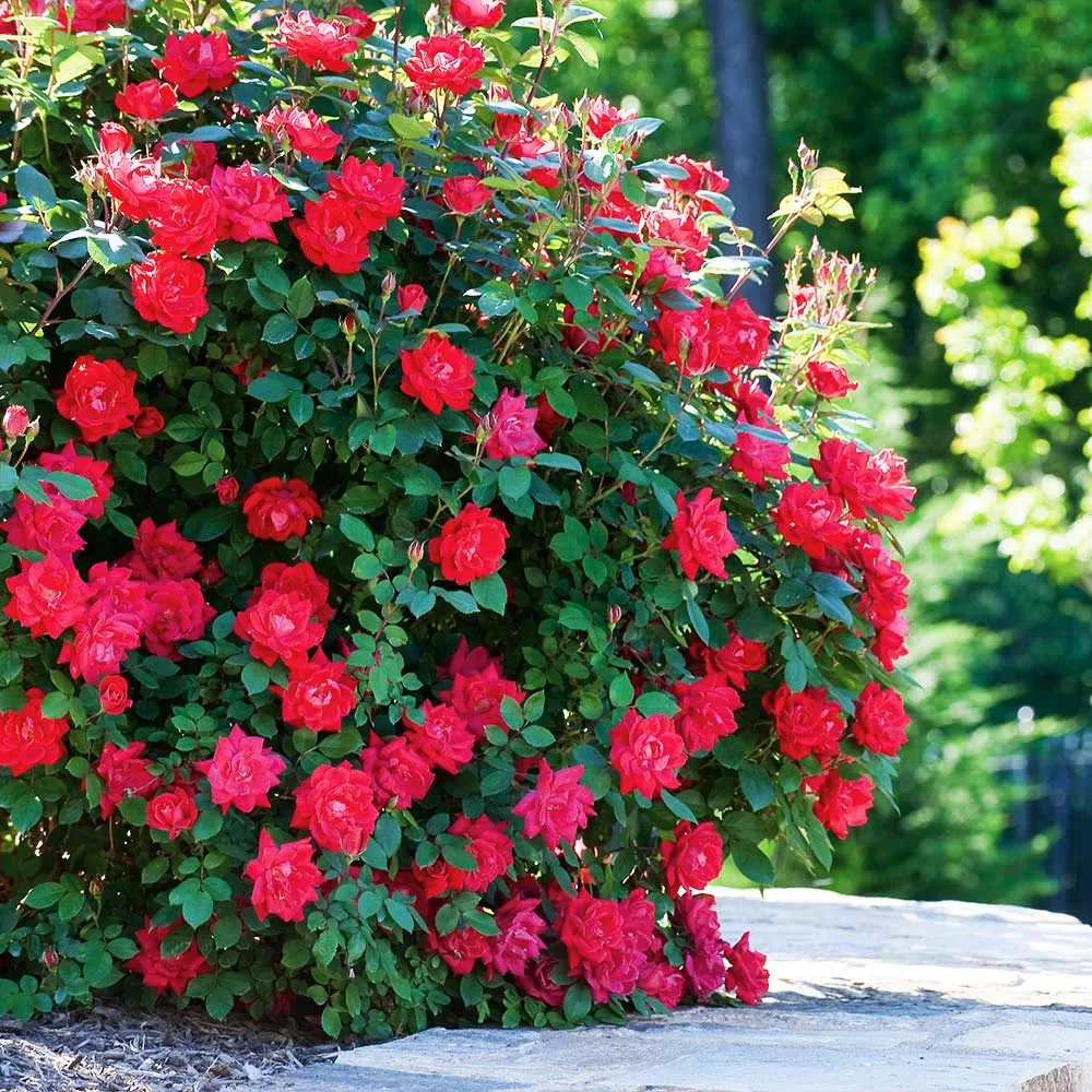Double Knock Out® Rose Shrub - Continuous Blooming Landscape Plant