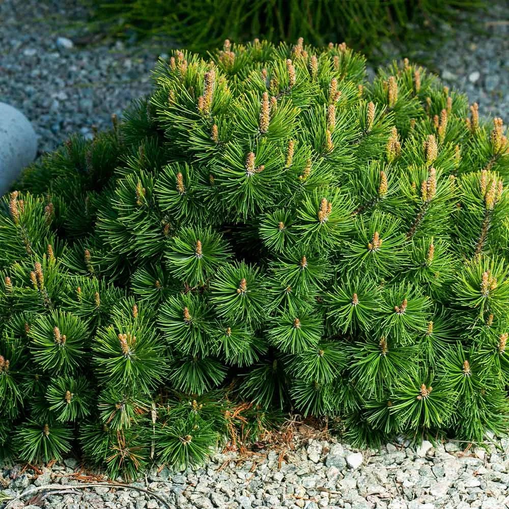 Dwarf Mugo Pine Shrub - Pinus mugo var. pumilio Compact Evergreen 3